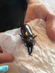 Stenodontes exsertus