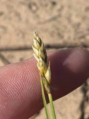 Carex siccata