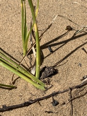 Carex siccata