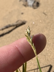 Carex siccata