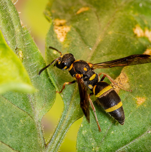 Potter wasp photo 3