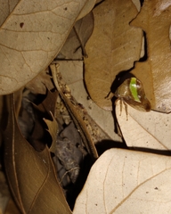 Smilia camelus