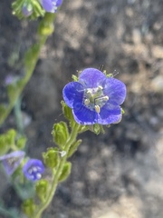 Phacelia viscida