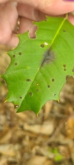 Calonectria