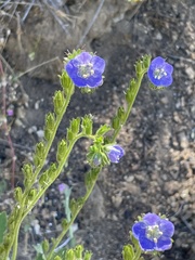 Phacelia viscida