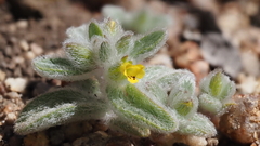 Mimetanthe pilosa