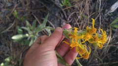 Senecio integerrimus major