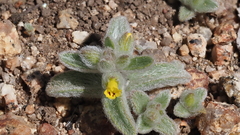 Mimetanthe pilosa