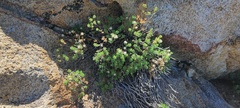 Ericameria cuneata macrocephala