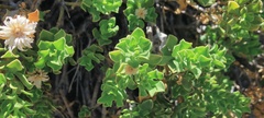 Ericameria cuneata macrocephala