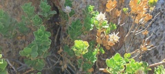 Ericameria cuneata macrocephala