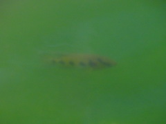 Hemichromis elongatus