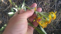 Senecio integerrimus major