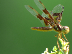 Perithemis tenera