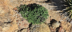Ericameria cuneata macrocephala