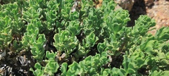 Ericameria cuneata macrocephala