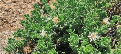Ericameria cuneata macrocephala