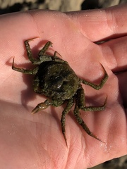 Hymenosoma orbiculare