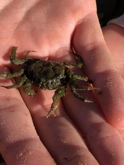 Hymenosoma orbiculare
