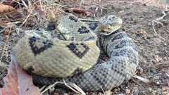 Crotalus ehecatl