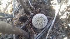 Mammillaria lasiacantha