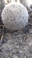 Mammillaria lasiacantha