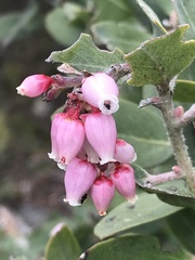 Arctostaphylos columbiana
