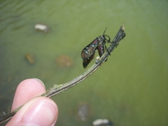 Chrysocale principalis