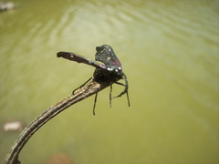 Chrysocale principalis