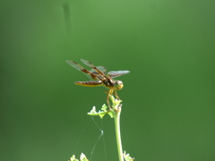 Perithemis tenera