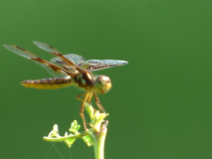 Perithemis tenera