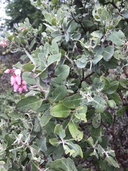 Arctostaphylos columbiana