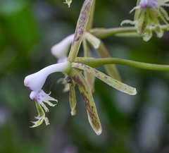 Epidendrum cristatum