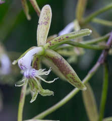 Epidendrum cristatum
