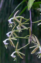 Epidendrum cristatum