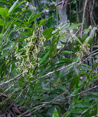 Epidendrum cristatum