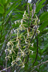 Epidendrum cristatum