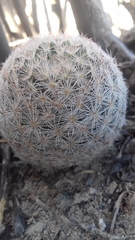 Mammillaria lasiacantha