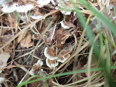 Thelephora americana