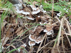 Thelephora americana