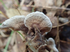 Thelephora americana