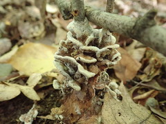 Thelephora americana