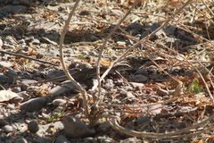 Aspidoscelis exsanguis