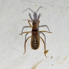Oncerotrachelus