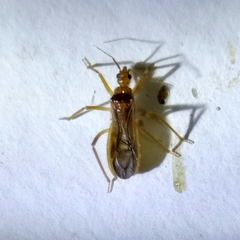 Oncerotrachelus