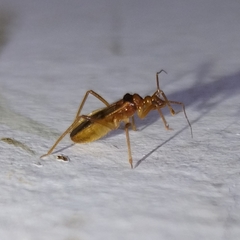 Oncerotrachelus
