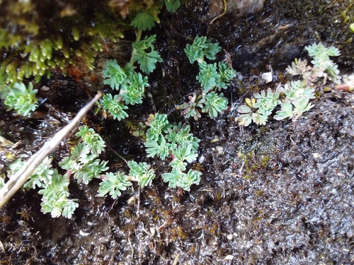 Alchemilla mandoniana (Alchemilla mandoniana)