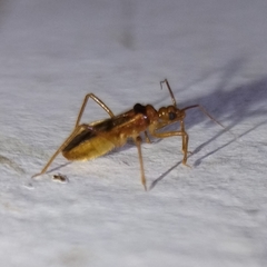 Oncerotrachelus
