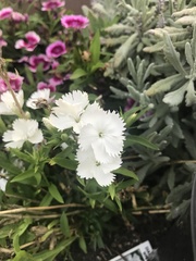 Dianthus caryophyllus