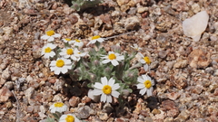 Eriophyllum wallacei rubellum